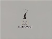 藏品(膜翅目(蜂))的圖片